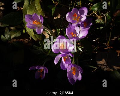 Violett gefärbte Blüten, wunderschöne violette Krokusse im Frühjahr, tauchen zwischen alten toten Blättern des letzten Jahres auf und symbolisieren neues Leben und Hoffnung. Stockfoto