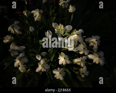 Blühende weiße Blumen, Schneeglöckchen, springflowers ist das erste, das im Frühling blüht, daher ein Symbol für Unschuld, Reinheit, Neuanfänge, Hoffnung. Stockfoto