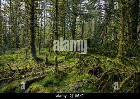 Moos bedeckte Bäume im Whinlatter Forest, Lake District, England Stockfoto