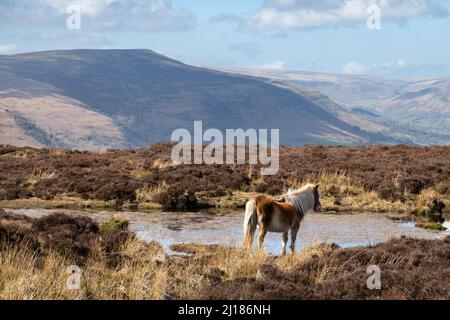 Wildes Pony am Bergsee auf dem Hatterrall Hill mit den Black Mountains im Hintergrund, Brecon Beacons National Park, Monmouthshire, Wales, Großbritannien Stockfoto