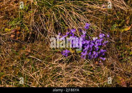 Das Gras einer Wiese wird im Frühjahr von einem Haufen violetter Veilchen aufgebrochen, Deutschland Stockfoto