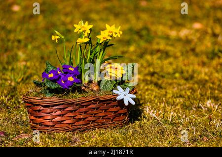 Ein Blumenarrangement in einem malerischen Bast-Korb mit bunten Frühlingsblumen auf dem Rasen Stockfoto