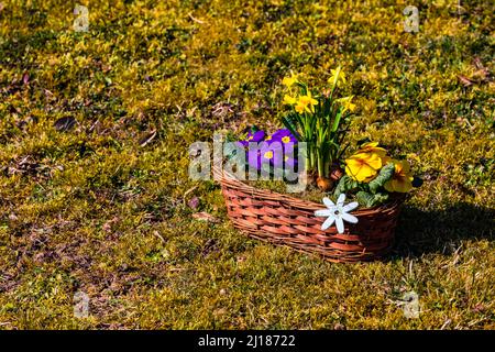 Ein Korb mit bunten Blumen in romantischer Frühlingsstimmung auf einem Rasen im Sonnenlicht Stockfoto