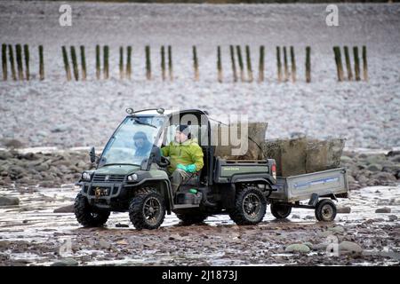 Ein Austernzüchter transportiert seine Bestände zu den Gezeitenrelais, wo sie in Porlock Bay, Somerset, Großbritannien, reifen werden. Stockfoto