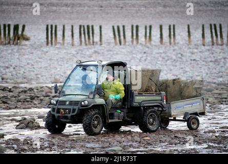 Ein Austernzüchter transportiert seine Bestände zu den Gezeitenrelais, wo sie in Porlock Bay, Somerset, Großbritannien, reifen werden. Stockfoto