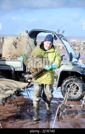 Ein Austernzüchter transportiert seine Bestände zu den Gezeitenrelais, wo sie in Porlock Bay, Somerset, Großbritannien, reifen werden. Stockfoto