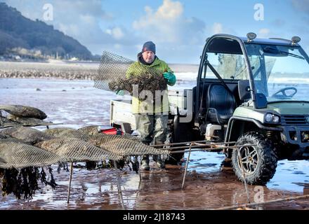 Ein Austernzüchter transportiert seine Bestände zu den Gezeitenrelais, wo sie in Porlock Bay, Somerset, Großbritannien, reifen werden. Stockfoto