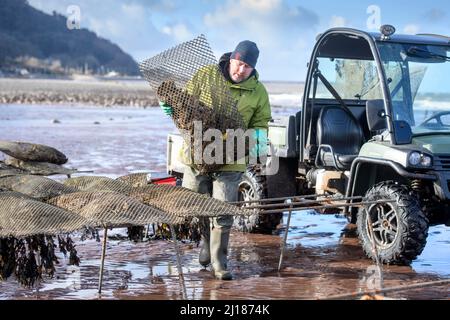 Ein Austernzüchter transportiert seine Bestände zu den Gezeitenrelais, wo sie in Porlock Bay, Somerset, Großbritannien, reifen werden. Stockfoto