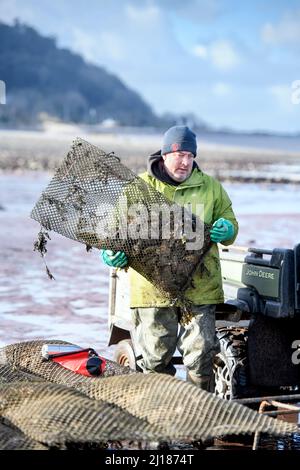 Ein Austernzüchter transportiert seine Bestände zu den Gezeitenrelais, wo sie in Porlock Bay, Somerset, Großbritannien, reifen werden. Stockfoto
