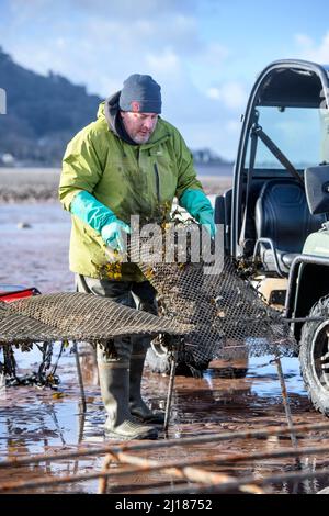 Ein Austernzüchter transportiert seine Bestände zu den Gezeitenrelais, wo sie in Porlock Bay, Somerset, Großbritannien, reifen werden. Stockfoto