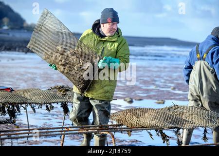 Ein Austernzüchter transportiert seine Bestände zu den Gezeitenrelais, wo sie in Porlock Bay, Somerset, Großbritannien, reifen werden. Stockfoto