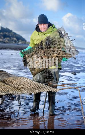 Ein Austernzüchter transportiert seine Bestände zu den Gezeitenrelais, wo sie in Porlock Bay, Somerset, Großbritannien, reifen werden. Stockfoto