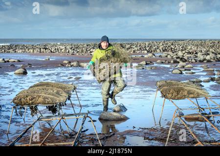 Ein Austernzüchter transportiert seine Bestände zu den Gezeitenrelais, wo sie in Porlock Bay, Somerset, Großbritannien, reifen werden. Stockfoto