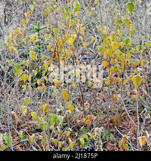 Im Spätherbst/frühen Winter auf Cannock Chase AONB (Gebiet von außergewöhnlicher natürlicher Schönheit) klammert sich starker Frost an Blättern und Stängeln der Silberbirke Stockfoto