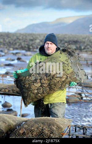 Ein Austernzüchter transportiert seine Bestände zu den Gezeitenrelais, wo sie in Porlock Bay, Somerset, Großbritannien, reifen werden. Stockfoto