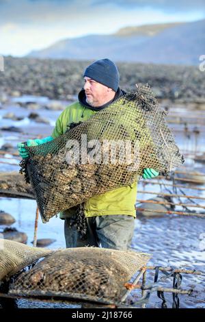 Ein Austernzüchter transportiert seine Bestände zu den Gezeitenrelais, wo sie in Porlock Bay, Somerset, Großbritannien, reifen werden. Stockfoto