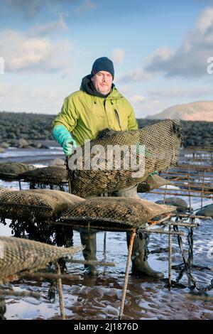 Ein Austernzüchter transportiert seine Bestände zu den Gezeitenrelais, wo sie in Porlock Bay, Somerset, Großbritannien, reifen werden. Stockfoto