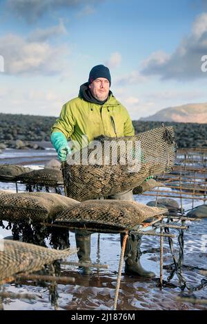 Ein Austernzüchter transportiert seine Bestände zu den Gezeitenrelais, wo sie in Porlock Bay, Somerset, Großbritannien, reifen werden. Stockfoto