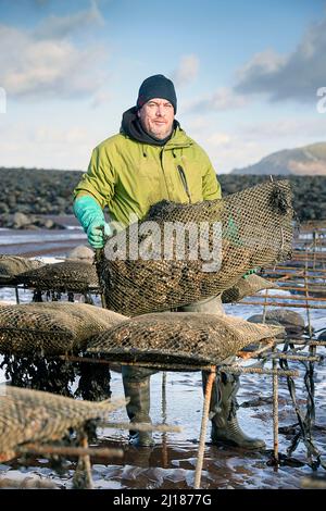 Ein Austernzüchter transportiert seine Bestände zu den Gezeitenrelais, wo sie in Porlock Bay, Somerset, Großbritannien, reifen werden. Stockfoto