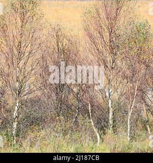 Gruppe junger Silberbirkenbäume, die im Spätherbst ihre weißgrauen, silbergraun-violett-braunen, aufrechten Stämme zeigen Stockfoto
