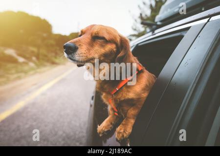 Dachshund, der im Auto fährt und vom Autofenster aus blickt. Glücklicher Hund, der das Leben genießt. Reisen Sie mit Hund Stockfoto