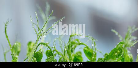 Nahaufnahme von Erbsenkeimen mit Wassertropfen. Frash rohen Sprossen, Micro Greens, gesunde Ernährung Konzept. Langes Banner Stockfoto