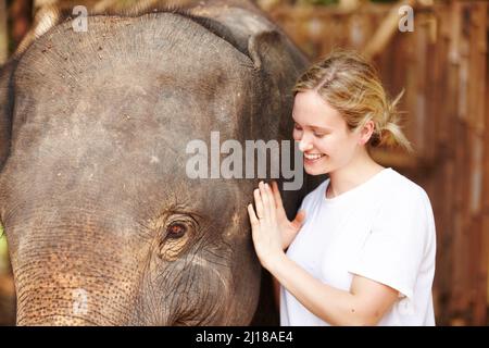 Junger Forscher mit asiatischem Elefantenkalb - Thailand. Eine junge Öko-Touristin lächelt, während sie sanft einen jungen asiatischen Elefanten streichelt. Stockfoto