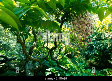 Glyzinien-Busch, mit Blumen, Stockfoto