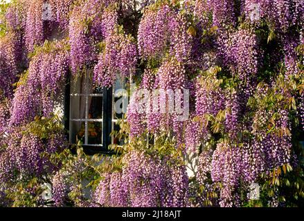 Glyzinie über dem Fenster, Stockfoto