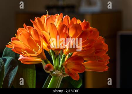 Sonnendurchflutete Clivia miniata blühen mit leuchtend orangefarbenen Blütenblättern und gelben Staubblättern Stockfoto