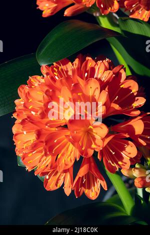 Schöne Clivia miniata blüht mit leuchtend orangefarbenen Blütenblättern und gelben Staubgefäßen, die in einem Cluster angeordnet sind. Stockfoto