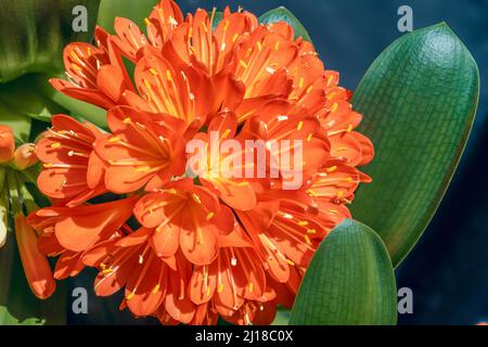 Schöne Clivia miniata blüht mit leuchtend orangefarbenen Blütenblättern und gelben Staubgefäßen, die in einem Cluster angeordnet sind. Stockfoto