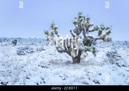 Joshua Tree wurde mit Schnee bestäubt Stockfoto