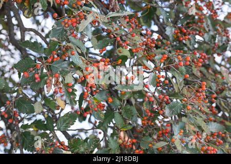 Schwedische Mehlbeere, Schwedische Mehl-Beere, Schwedische Vogelbeere, Mehlbeere, Oxalbeere, Frühe, Frucht, Sorbus intermedia, Swedish Whitebeam, Fr. Stockfoto