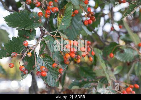 Schwedische Mehlbeere, Schwedische Mehl-Beere, Schwedische Vogelbeere, Mehlbeere, Oxalbeere, Frühe, Frucht, Sorbus intermedia, Swedish Whitebeam, Fr. Stockfoto