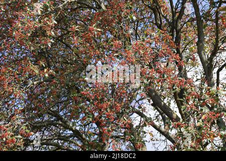 Schwedische Mehlbeere, Schwedische Mehl-Beere, Schwedische Vogelbeere, Mehlbeere, Oxalbeere, Frühe, Frucht, Sorbus intermedia, Swedish Whitebeam, Fr. Stockfoto