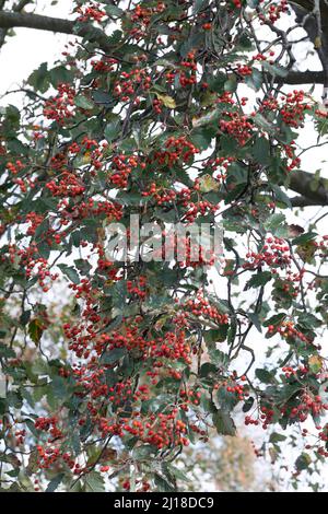 Schwedische Mehlbeere, Schwedische Mehl-Beere, Schwedische Vogelbeere, Mehlbeere, Oxalbeere, Frühe, Frucht, Sorbus intermedia, Swedish Whitebeam, Fr. Stockfoto