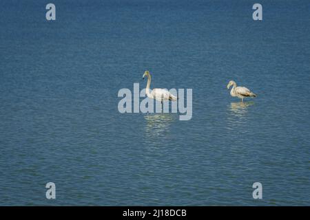 Flamingos im Regionalpark Salinas y Arenales del Mar Menor. Murcia. Spanien. Stockfoto