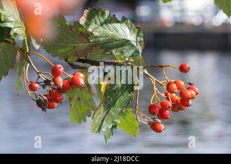Schwedische Mehlbeere, Schwedische Mehl-Beere, Schwedische Vogelbeere, Mehlbeere, Oxalbeere, Frühe, Frucht, Sorbus intermedia, Swedish Whitebeam, Fr. Stockfoto