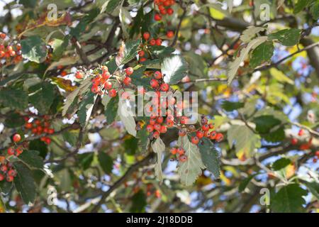 Schwedische Mehlbeere, Schwedische Mehl-Beere, Schwedische Vogelbeere, Mehlbeere, Oxalbeere, Frühe, Frucht, Sorbus intermedia, Swedish Whitebeam, Fr. Stockfoto