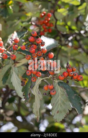 Schwedische Mehlbeere, Schwedische Mehl-Beere, Schwedische Vogelbeere, Mehlbeere, Oxalbeere, Frühe, Frucht, Sorbus intermedia, Swedish Whitebeam, Fr. Stockfoto