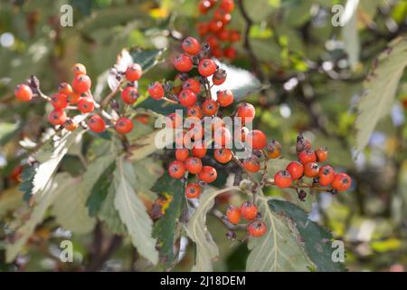 Schwedische Mehlbeere, Schwedische Mehl-Beere, Schwedische Vogelbeere, Mehlbeere, Oxalbeere, Frühe, Frucht, Sorbus intermedia, Swedish Whitebeam, Fr. Stockfoto