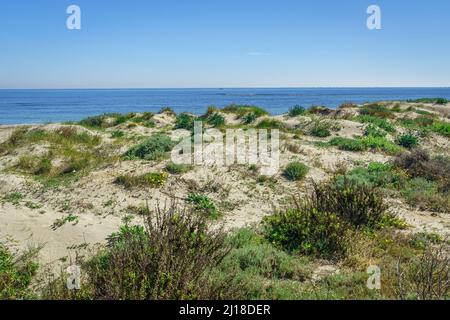 Regionaler Park der Salinen und Sandbänke des Mar Menor. Murcia. Spanien. Stockfoto
