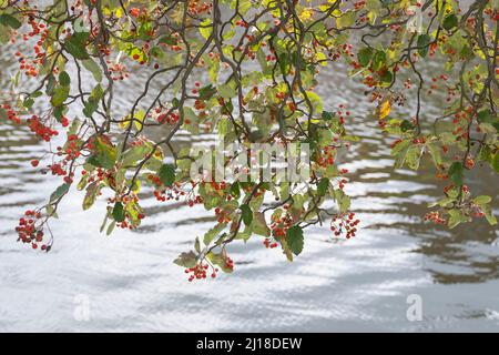 Schwedische Mehlbeere, Schwedische Mehl-Beere, Schwedische Vogelbeere, Mehlbeere, Oxalbeere, Frühe, Frucht, Sorbus intermedia, Swedish Whitebeam, Fr. Stockfoto