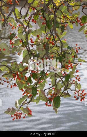 Schwedische Mehlbeere, Schwedische Mehl-Beere, Schwedische Vogelbeere, Mehlbeere, Oxalbeere, Frühe, Frucht, Sorbus intermedia, Swedish Whitebeam, Fr. Stockfoto