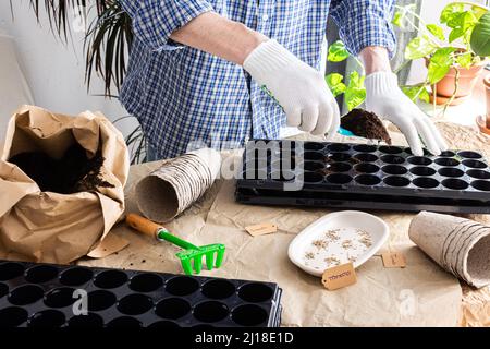 Der Prozess der Pflanzung von Tomatensamen in Kunststoff-Formen und Torf umweltfreundliche Formen, ein Mann pflanzt Setzlinge zu Hause Stockfoto