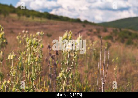 Auf einer Sommerwiese befinden sich die Sämköpfe der Fuller Teelöffel. Trockene Blüten von Dipsacus fullonum, Dipsacus sylvestris, ist eine blühende Pflanze, die durch Th bekannt ist Stockfoto