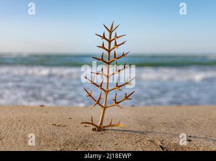 Dorniger Strauch im Vordergrund am Strand mit dem Meer im Hintergrund Stockfoto