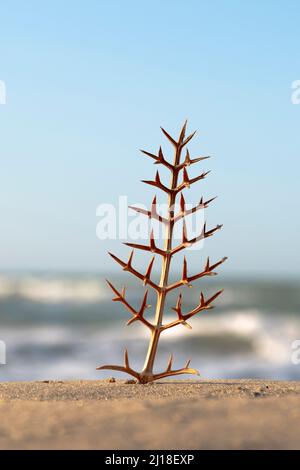 Dorniger Strauch im Vordergrund am Strand mit dem Meer im Hintergrund Stockfoto