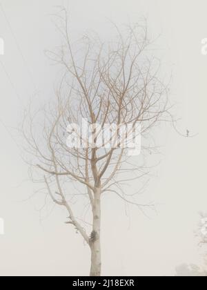 Blattloser Baum im Nebel Stockfoto
